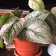 The Silver Pothos, with a new leaf!